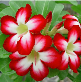 (image for) Adenium Obesum 'Pretty Baby' x 5 Seeds - Click Image to Close